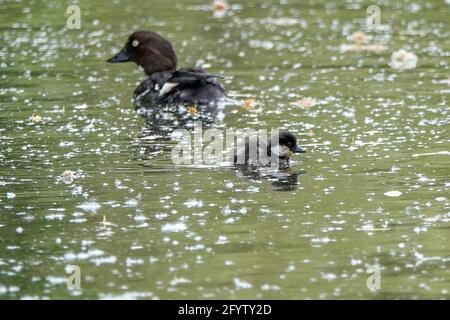 Portsmouth Road, Godalming. Mai 2021. Sonnige Intervalle in den Heimatkreisen heute Morgen. Getuftete Entchen auf Secrett's Farm in Godalming in Surrey. Kredit: james jagger/Alamy Live Nachrichten Stockfoto