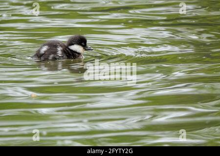 Portsmouth Road, Godalming. Mai 2021. Sonnige Intervalle in den Heimatkreisen heute Morgen. Getuftete Entchen auf Secrett's Farm in Godalming in Surrey. Kredit: james jagger/Alamy Live Nachrichten Stockfoto