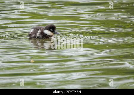 Portsmouth Road, Godalming. Mai 2021. Sonnige Intervalle in den Heimatkreisen heute Morgen. Getuftete Entchen auf Secrett's Farm in Godalming in Surrey. Kredit: james jagger/Alamy Live Nachrichten Stockfoto