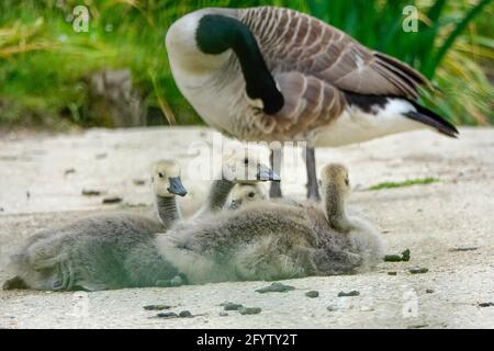 Portsmouth Road, Godalming. Mai 2021. Sonnige Intervalle in den Heimatkreisen heute Morgen. Kanadaküken auf Secrett's Farm in Godalming in Surrey. Kredit: james jagger/Alamy Live Nachrichten Stockfoto