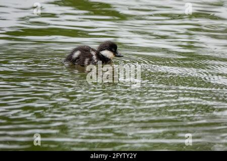 Portsmouth Road, Godalming. Mai 2021. Sonnige Intervalle in den Heimatkreisen heute Morgen. Getuftete Entchen auf Secrett's Farm in Godalming in Surrey. Kredit: james jagger/Alamy Live Nachrichten Stockfoto