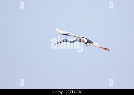 Schwarzhalsstorch - im Flug Ephippiorhynchus asiaticus Keoladeo Ghana National Park Bharatpur Rajasthan Indien BI018366 Stockfoto