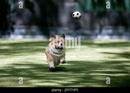 Süßer Corgi Hund läuft nach einem Fußball mit einem Ball auf dem städtischen Sportplatz auf der Straße Stockfoto