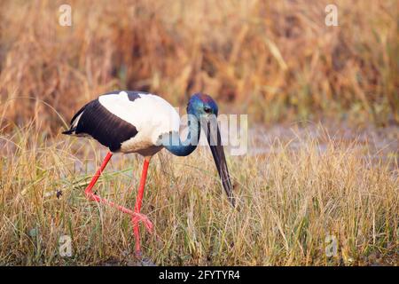 Schwarzhalsstorch - auf der Suche nach Nahrung Ephippiorhynchus asiaticus Keoladeo Ghana Nationalpark Bharatpur Rajasthan Indien BI018373 Stockfoto