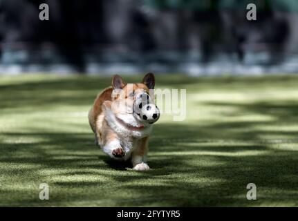 Netter Corgi Hund läuft nach einem Fußball einen Ball Auf dem städtischen Sportplatz und fängt es mit seinem Mund Stockfoto