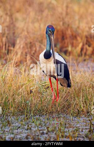 Schwarzhalsstorch - auf der Suche nach Nahrung Ephippiorhynchus asiaticus Keoladeo Ghana Nationalpark Bharatpur Rajasthan Indien BI018452 Stockfoto