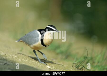 Egyptian Plover Norfolk, Großbritannien BI019566 Stockfoto