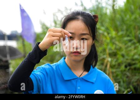 (210530) -- GUIPING, 30. Mai 2021 (Xinhua) -- Yuan Ting überprüft eine Forschungsprobe von Fischen, die gerade aus dem Wasserschutzgebiet der Dateng-Schlucht in Guiping, der autonomen Region Guangxi Zhuang, im Süden Chinas, gesammelt wurden, 29. Mai 2021. Dr. Yuan Ting, Experte für ökosystembasierte Fischerei und Zucht seltener Fischarten, kam 2020 mit einem Team von Forschern in die Wasserschutzzone der Dateng-Schlucht. Der Schwerpunkt ihrer Forschung liegt auf der Rettung, dem Schutz und der Zucht seltener Fischarten, die im Pearl River-Becken beheimatet sind. Am 28. Mai veröffentlichte Yuan's Team 100,000 Fischbrut, die sie in einem Jahr in den oberen Bereich gezüchtet haben Stockfoto