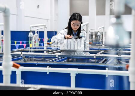 (210530) -- GUIPING, 30. Mai 2021 (Xinhua) -- Yuan Ting beobachtet Fischeier, die in einer Fischbrüterei des Wasserschutzgebiets der Dateng-Schlucht in Guiping, der autonomen Region Guangxi Zhuang, im Süden Chinas, geschlüpft werden, 20. April 2021. Dr. Yuan Ting, Experte für ökosystembasierte Fischerei und Zucht seltener Fischarten, kam 2020 mit einem Team von Forschern in die Wasserschutzzone der Dateng-Schlucht. Der Schwerpunkt ihrer Forschung liegt auf der Rettung, dem Schutz und der Zucht seltener Fischarten, die im Pearl River-Becken beheimatet sind. Am 28. Mai veröffentlichte Yuan's Team 100,000 Fischbrut, die sie in einem Jahr in die obere RE gezüchtet haben Stockfoto