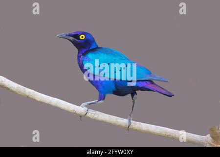 Lila Glanzstar Lamprotornis pureus Gambia, Westafrika BI025137 Stockfoto