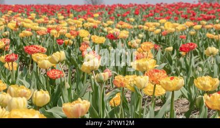 Tulpen auf einer Wiese Stockfoto