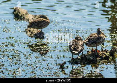 Wildenten sonnen sich auf den Zweigen, die aus dem Wasser des Sees ragen. Stockfoto