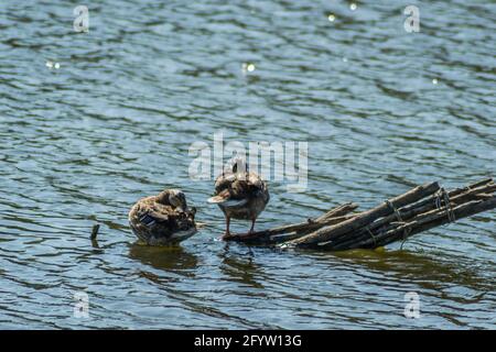 Wildenten sonnen sich auf den Zweigen, die aus dem Wasser des Sees ragen. Stockfoto