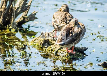 Wildenten sonnen sich auf den Zweigen, die aus dem Wasser des Sees ragen. Stockfoto