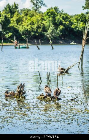 Wildenten sonnen sich auf den Zweigen, die aus dem Wasser des Sees ragen. Stockfoto