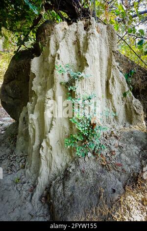 Eine Nahaufnahme eines großen Ameisenhügels oder Termitenhügels im Wald. Das hügelige Nest, das Ameisen aus Schmutz oder Sand bauen, wird als Ameisenhaufen bezeichnet. Sie können ca. Stockfoto