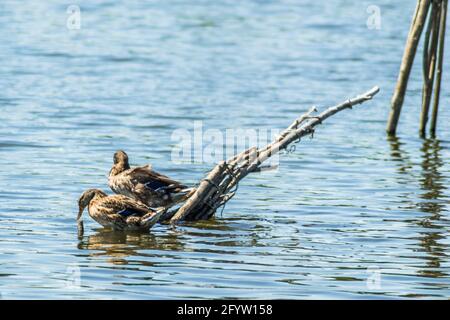 Wildenten sonnen sich auf den Zweigen, die aus dem Wasser des Sees ragen. Stockfoto