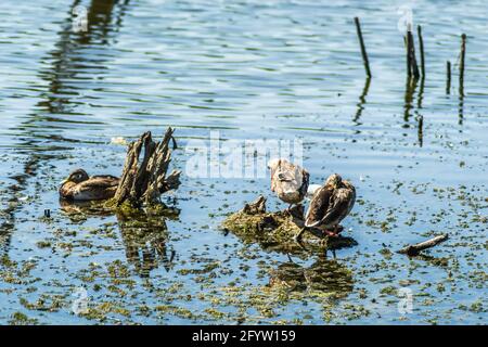 Wildenten sonnen sich auf den Zweigen, die aus dem Wasser des Sees ragen. Stockfoto