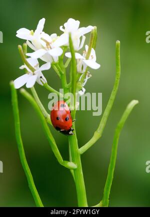 Ein Marienkäfer mit 7 Flecken (Coccinella septempunctata), der einen unteren Stamm aus Knoblauchsenf (Alliaria petiolata) hinunterklettert Stockfoto