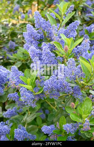 Nahaufnahme der wunderschönen blauen Blüten eines immergrünen Ceanothus-Strauchs (auch bekannt als kalifornischer Flieder) Stockfoto