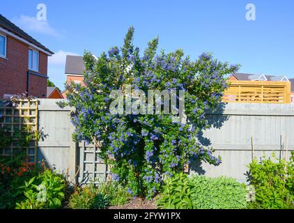 Weitblick auf einen schönen immergrünen Ceanothus-Strauch (auch bekannt als kalifornischer Flieder) unter blauem Himmel Stockfoto