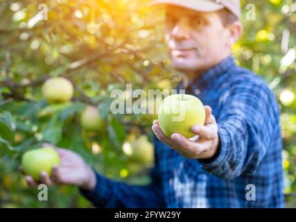 Ein Mann, der im Obstgarten satte grüne Äpfel erntet. Der Mann mit Bio-Äpfeln. Selektiver Fokus auf Vordergrundapfel Stockfoto