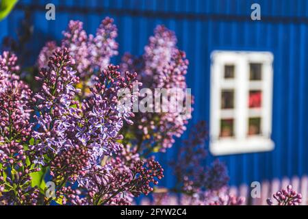 Flieder blüht im Frühling mit altem weißen Holzfenster und blauer Holzwand eines Hauses in Nida, Litauen, Europa Stockfoto