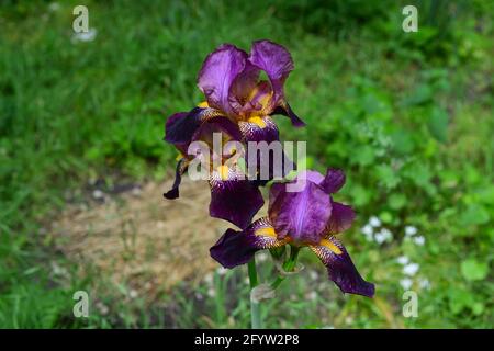 Iris sind wunderbare Gartenpflanzen. Eine wunderschöne Iris auf grünem Hintergrund Stockfoto