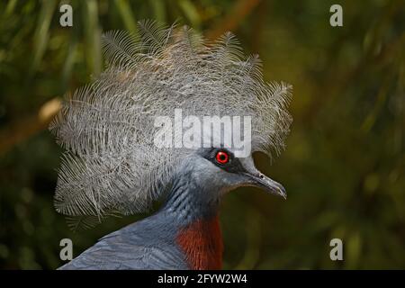 Victorias gekrönte Taube Goura victoria Juong Bird Park Singapur BI031740 Stockfoto