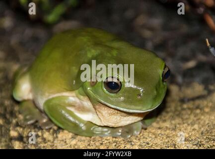 Großer australischer Grüner Baumfrosch (dumpiger Baumfrosch, Weisse Baumfrosch) Ranoidea caerulea. Heller, glänzender Frosch in einem Garten von Queensland bei Nacht. Stockfoto