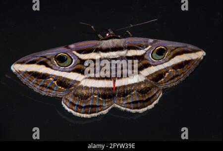 Weiße gebänderte Nachtfalter, Donica orbigera, mit Augenflecken und Zahnmustern auf der Oberseite der Flügel, um Raubtiere abzuschrecken. Tamborine Mountain, Australien Stockfoto