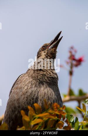 Nahaufnahme einer jungen australischen Elster (Cracticus tibicen), die auf einer Baumkrone thront und bei schönem sonnigen Wetter ein Solo singt. Garten in Queensland, Australien. Stockfoto