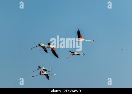 Flamingos fliegen in Formation Stockfoto