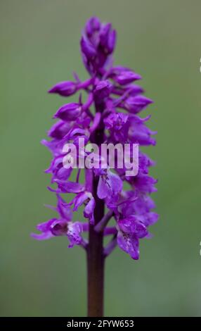 Frühe purpurne Orchidee (Orchis macula) Foto: Anders Good / TT / Code 2343 Stockfoto