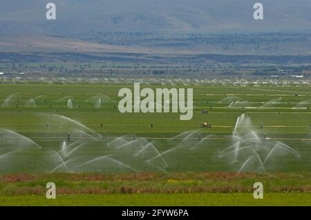 Bewässerung des fruchtbaren Tals Klamath Falls Area Oregon, USA LA000819 Stockfoto