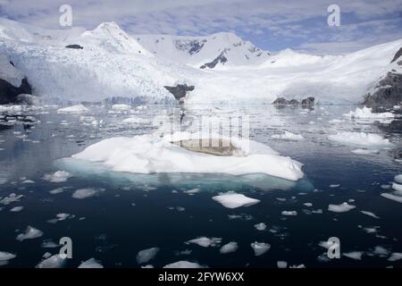 Crabeater Seal - auf Eisschollen mit schneebedeckten Bergen Im Hintergrund Lobodon carcinophagus La Maire Channel Antarctic Penninsular MA001084 Stockfoto