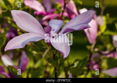 „Susan“ Lily Magnolia, Liljemagnolia (Magnolia liliiflora) Stockfoto