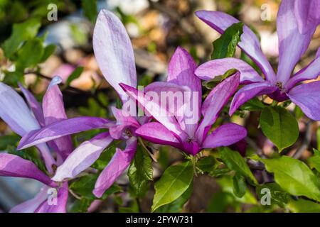 „Susan“ Lily Magnolia, Liljemagnolia (Magnolia liliiflora) Stockfoto