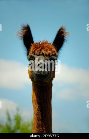 Alpaca MA003983 Stockfoto