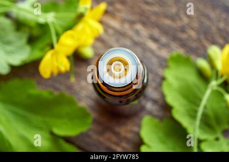 Eine dunkle Flasche mit einer Tetterwortinktur mit frisch blühendem Chelidonium Majuszweige Stockfoto