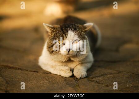 Porträt einer faulen, fetten Katze, die auf einer sonnigen Straße ruht. Stockfoto