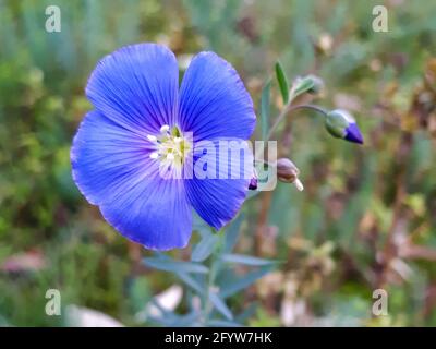 Nahaufnahme einer Blume aus blauem Leinen (Linum perenne) auf einer Wiese Stockfoto