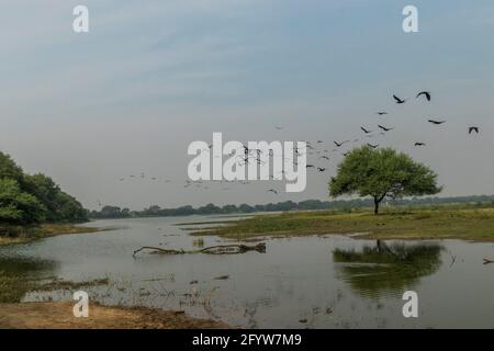 Flock of Flamingos am Thol See Stockfoto