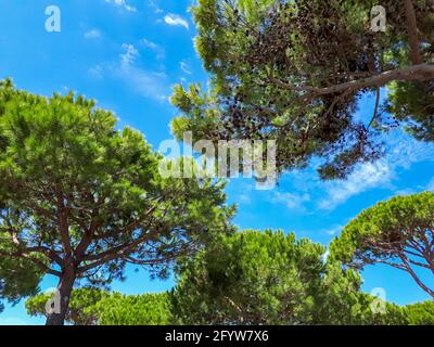 Pinienholz (Pinus pinea) vor blauem Himmel, Cavallino, Venetien, Italien Stockfoto