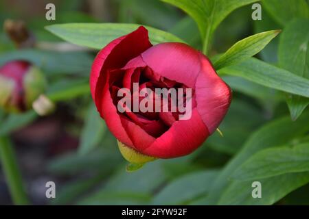 Paeonia Officinalis Rubra Plena, Old Garden Rose, Großbritannien, rein schöner und friedlicher Blumenraum Stockfoto