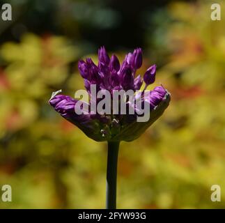 Allium giganteum 'Gladiator', Cambridge, Großbritannien, rein schöner und friedlicher Blumenraum Stockfoto