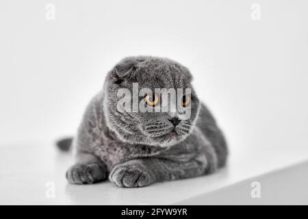 Scottish Fold Katze isoliert auf weißem Hintergrund Stockfoto