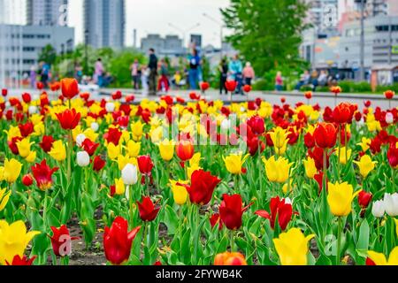 Ein helles, farbenfrohes Foto von bunten Tulpen in einem Blumenbeet in einem Stadtpark Stockfoto