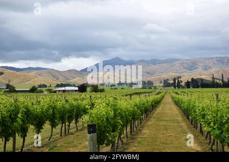 Weinberge in der Nähe von Blenheim in Marlborough, Neuseeland Stockfoto