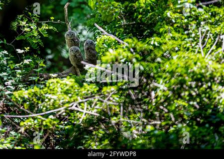 Drei junge Waldkauz (Strix aluco) Küken an einem Ast im Wald. Sie versuchen sich mit ihren gut getarnten Federn zu verstecken. Stockfoto